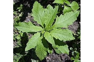 Organic Mexican Epazote 50 Seeds: The Secret to Mexican Culinary Delights