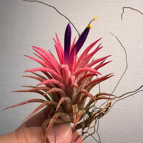Tillandsia ionantha &039Hamuemula&039 �ԕt