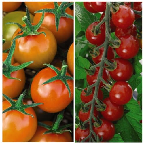 Tomato 'Sweetest Duo' Seed Collection - Sungold F1 Hybrid & Sweet Apéritif - Irresistibly Sweet High Yield Tomatoes for Greenhouses - 2 Packets - 1 of Each Variety (18 Seeds) by Thompson & Morgan