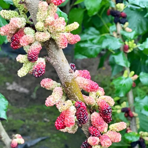 100 piezas Semillas de morera regalos para los amantes del jardín Las plantas de sombra son resistentes Las plantas perennes son plantas perennes resistentes. Semillas de bonsai decoración
