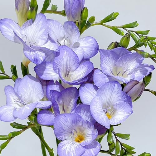 bulbos de fresia resistentes - flores frescas, adornos de jardín para exterior bulbos de flor de fresia, bulbos de flores de primavera, bonsai de interior bonsai Flores de balcón, 4pcs