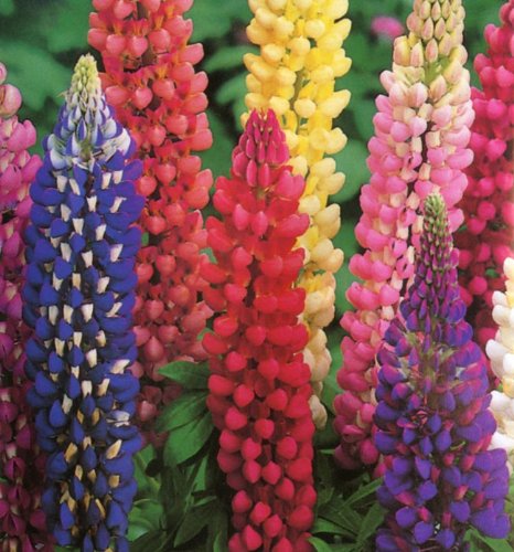 Pack x3 Lupin Russell Hybrids Mixed XXL Supersize Plug Plants
