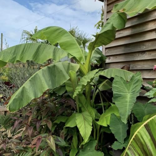 Musa Basjoo Banana Tree - 1 Ft. Tall Cold Hardy Banana Plant - Rapid Growth - Easy Care (1 ft)