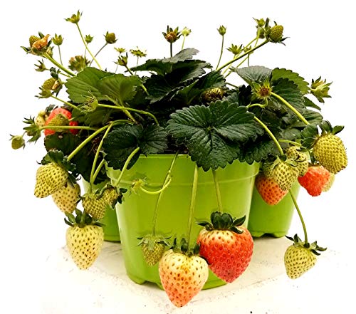 STRAWBERRY 3 PLANTS Vase 14cm, Real Plants