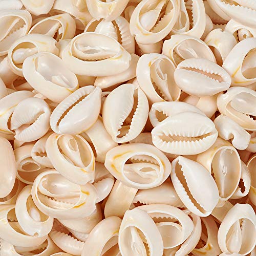 Craftdady 18-20Mm Natural Spiral Sea Shell About 340Pcs Undrilled Cowrie Beach Seashells For Summer Ocean Jewelry Making Fish Tank Vase Filler Decor #TOP2