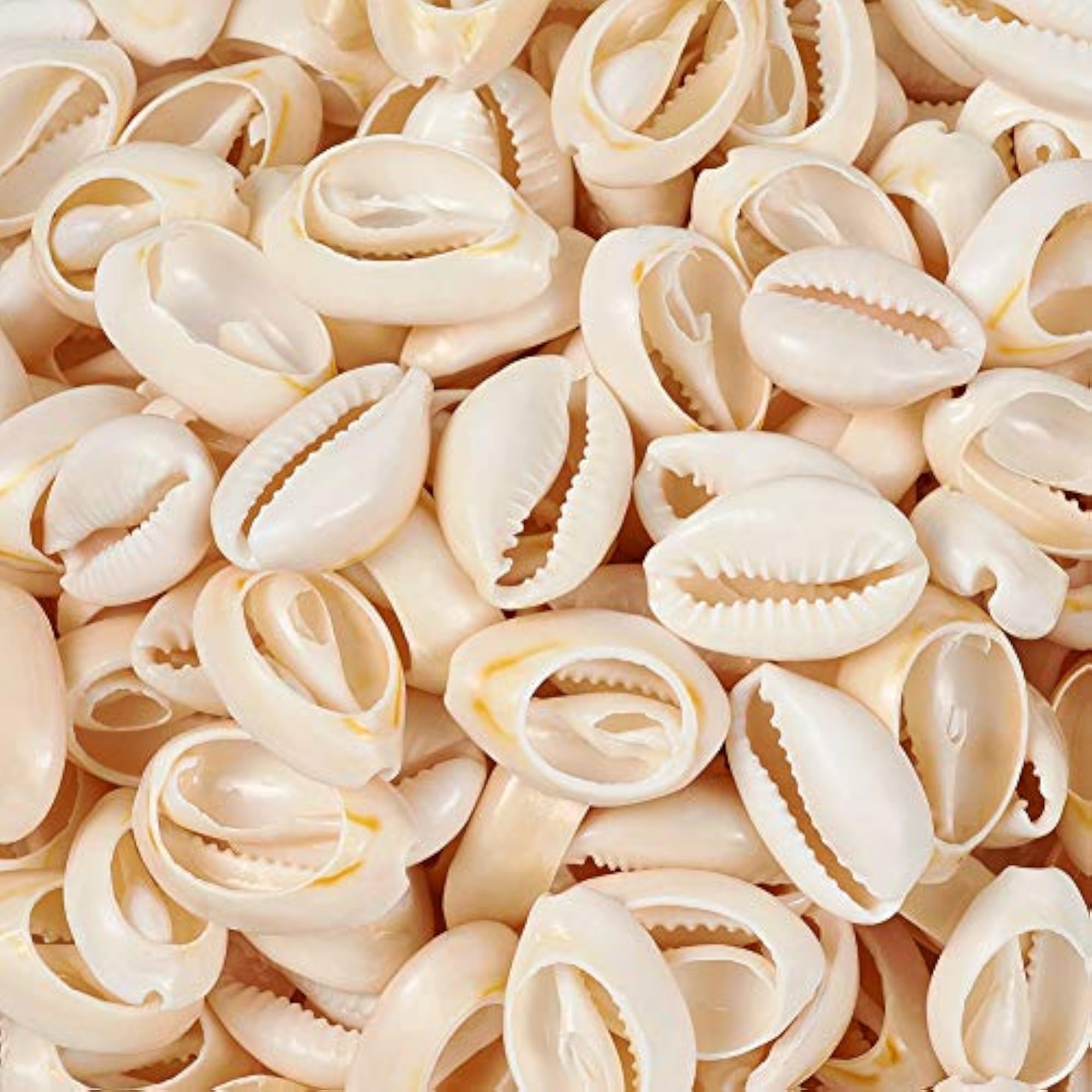 500g Mixed Natural Spiral Shell Beads