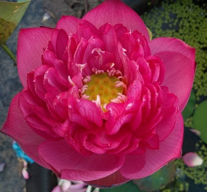 Indian Gardens - Lotus live plant Rare plant Original color guarantee plant | Indoor | outdoor Live plant Code 45 (B0BHJ5JWD4) Amazon Price History, Amazon Price Tracker