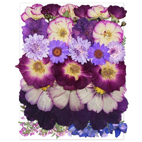 Flor Presionada Morada Grande Secada para Manualidades