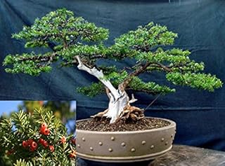 Taxus Cuspidata * Japanese Yew * Japones Tejo *Evergreen Bonsai Tree 10 Fresh Seeds