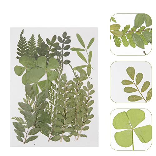 TEHAUX 4 Unidades 1 Material De Gravação De Flores Secas Scrapbook Folhas Prensadas DIY Artesanato F