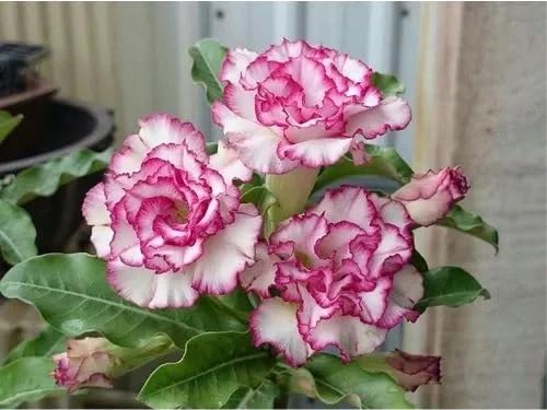 Kit 4 Rosas do Deserto Enxertadas Mistas em Oferta