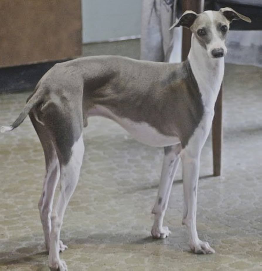 イタグレ　愛犬 ankoわんこシリーズ　キーホルダー　犬　dog イタグレ 愛犬 ankoわんこシリーズ キーホルダー 犬 dog