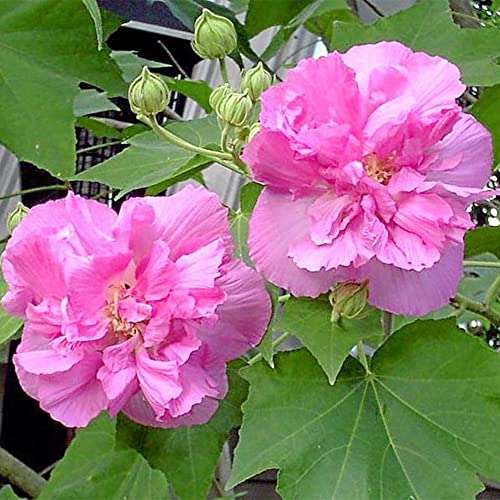 Qauzuy Garden 10 Confederate Rose Seeds Hibiscus Mutabilis Dixie Rosemallow Cotton Rose Rosemallow Seeds Striking Landscape Shrub Plant For Garden Home Decoration #TOP4