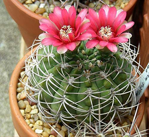 Portal Cool Gymnocalycium Tillianum (10 Seeds) Rare Cactus Seeds Corn/Semi  Seed ?? ????? ? : Amazon.de: Everything Else