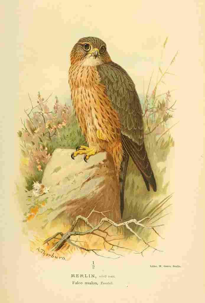 A4 Photo Thorburn Archibald 1885 Merlin Print Poster