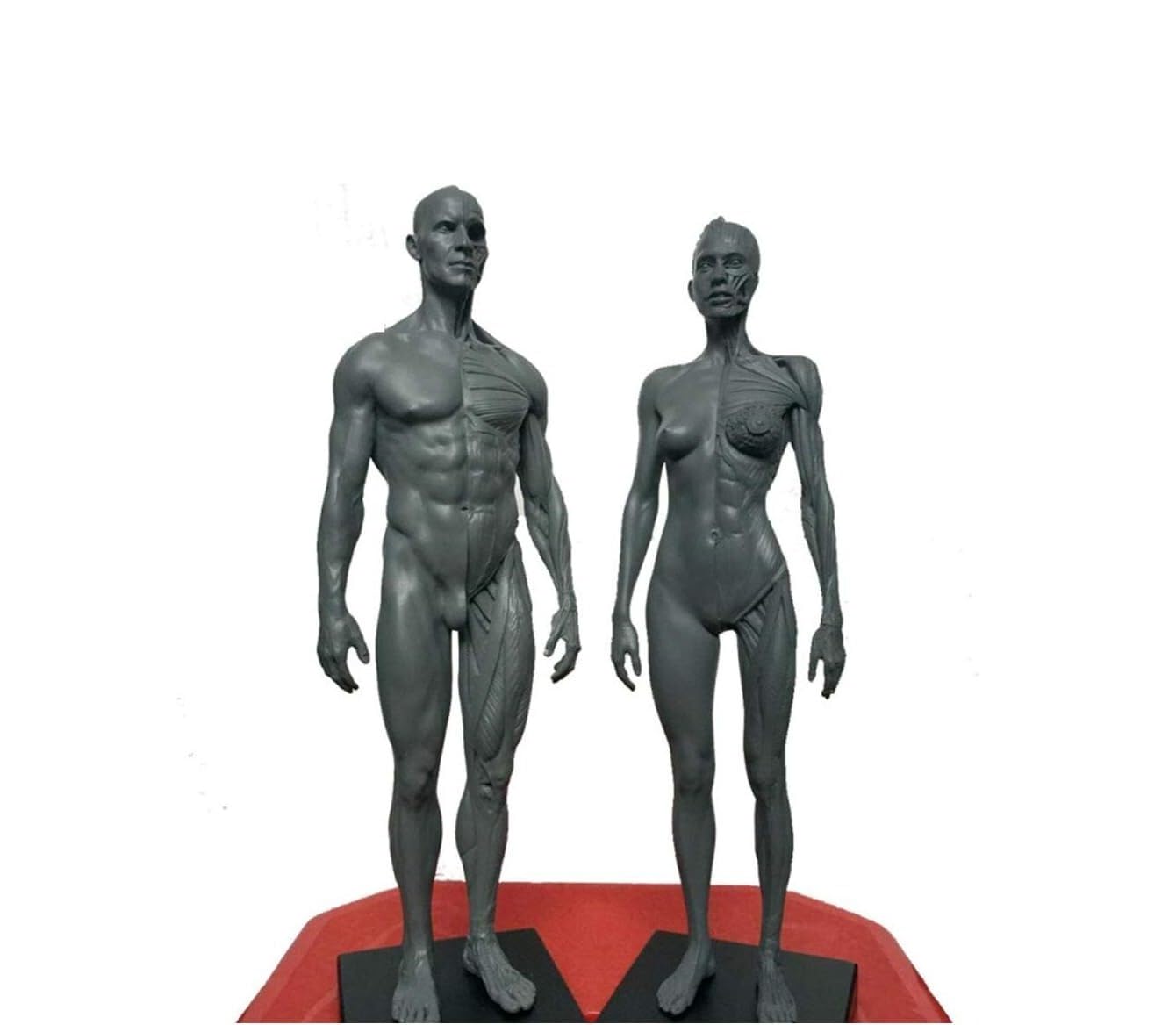 Modèle anatomique de squelette musculaire humain de 11,8 pouces - Figure d'anatomie masculine