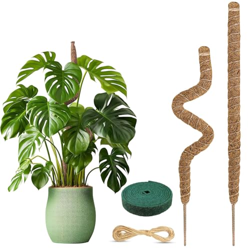 Ianulus 2 Stück Monstera Rankhilfe, Pflanzstab Kokos Moosstab, Biegsame Moosstäbe für Pflanzen, Monstera Stab mit Zubehör, Moosstab-Set für Kletterpflanzen Pflanzenstütze (80cm) Ianulus 2 Stück Monstera Rankhilfe, Pflanzstab Kokos Moosstab, Biegsame Moosstäbe für Pflanzen, Monstera Stab mit Zubehör, Moosstab-Set für Kletterpflanzen Pflanzenstütze (80cm)
