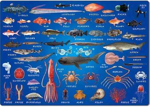 Amazon Co Jp ザ アクセス 深海魚 図鑑 下敷き 深海大全 文房具 オフィス用品 Amazon Co Jp ザ アクセス 深海魚 図鑑 下敷き 深海大全 文房具 オフィス用品
