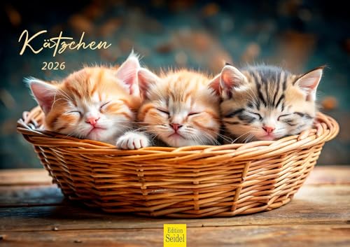 Edition Seidel Premium Kalender Kätzchen 2026 Format DIN A3 Wandkalender Katzenkalender Haustiere Katzen Katze Kater Kitten Katzenkinder Katzenbabys