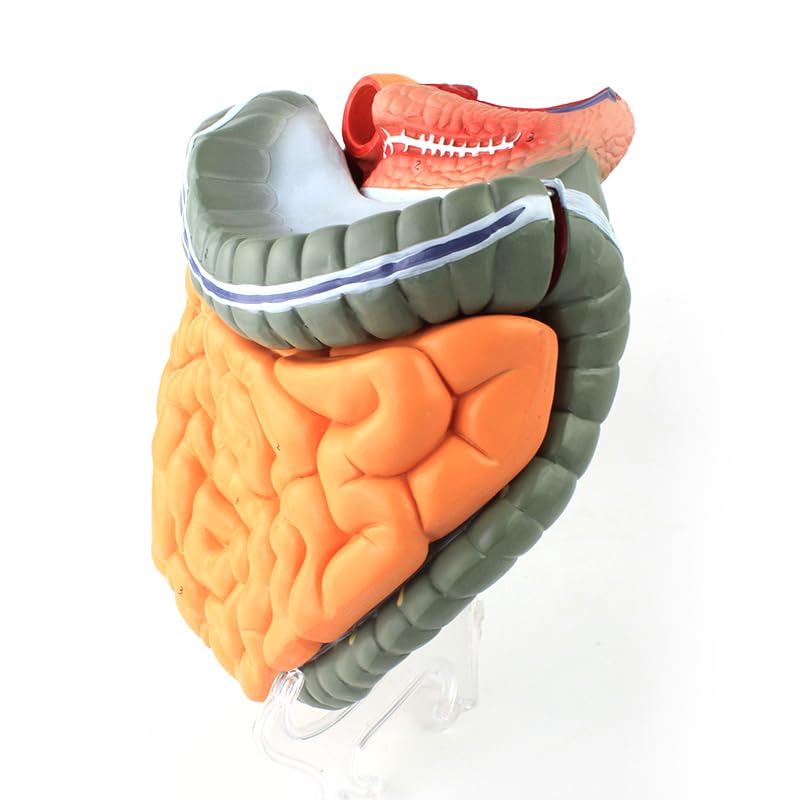 Life-Size Human Intestine Anatomy Model - Colon with Small Intestine, Detachable Digestive System Organ for Medical Education and Study