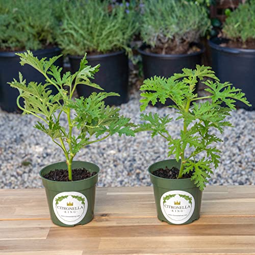 2 Citronella Plants, Mosquito Plant, Thriving Inside 4” Durable Nursery Pots, Live Plants