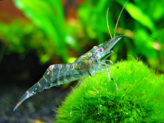 25 Live Ghost Shrimp &ndash; Only Seller on Amazon &ndash; Freshwater Algae Eaters & Tank Cleaners &ndash; Hardy...