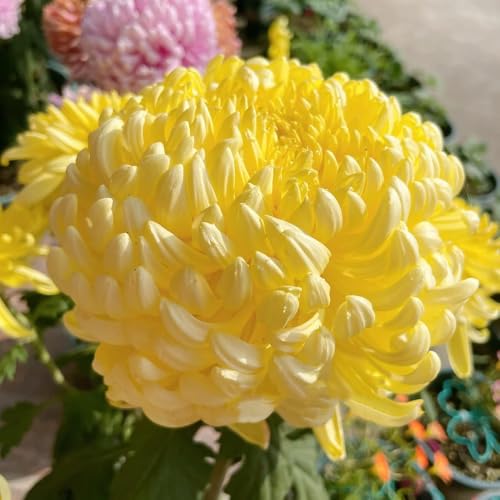 semi di crisantemo resistenti - crisantemo - resistenti per il giardino per aiuole rialzate primaverile, selvatici decorazione 600pcs