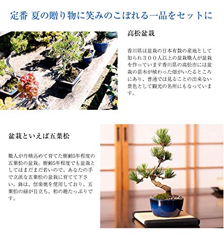 松盆栽 松 ミニ 五葉松と地酒のセット 丸小鉢 樹齢 5年 本場四国 松盆栽 松 ミニ 五葉松と地酒のセット 丸小鉢 樹齢 5年 本場四国