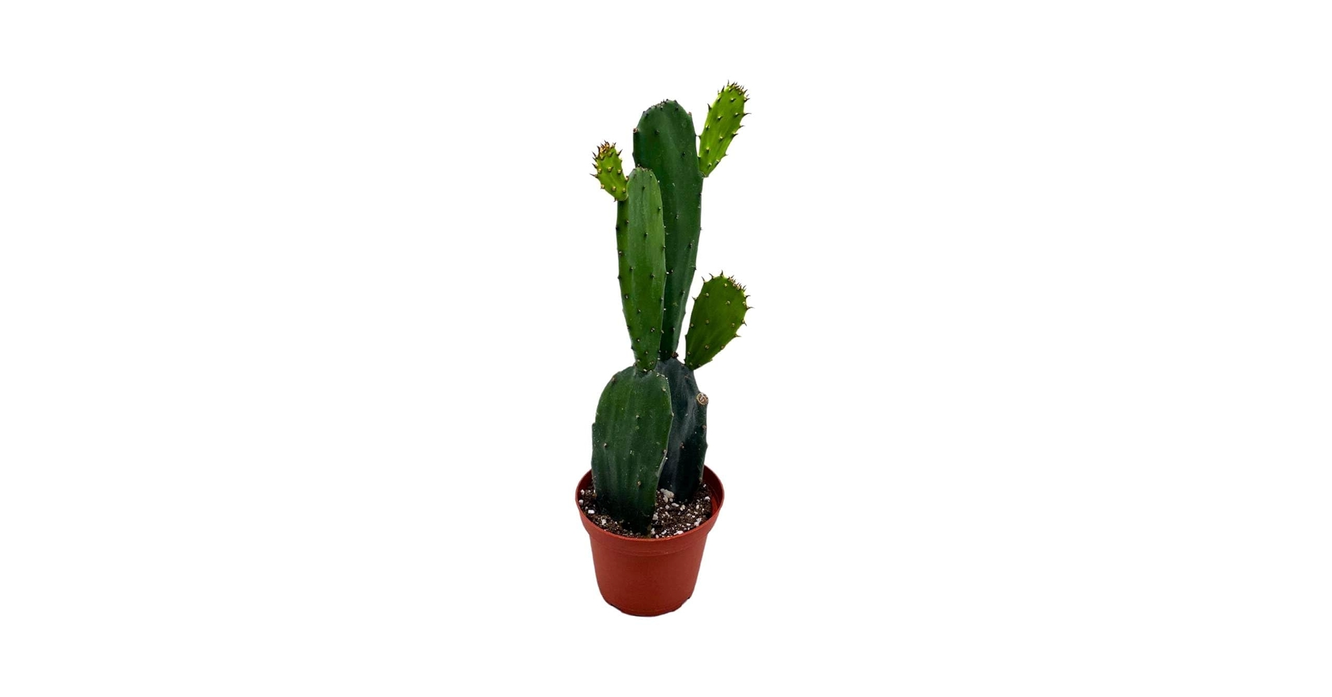 Nala・ナラ・Cactus all in one・nala Nala ナラ Cactus all in one Amazon.com: PICKFORU Vintage