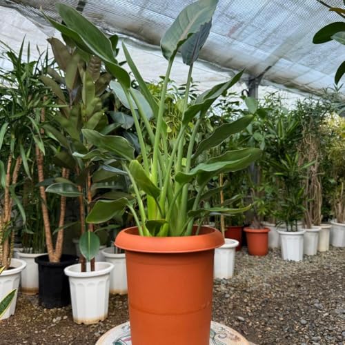 観葉植物 ストレリチア 8号」の人気商品一覧 | 安い商品を通販サイト