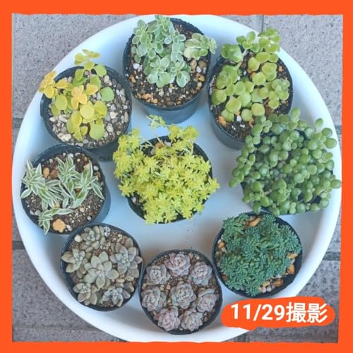 ȃZbg A  ƃJbgc 񂹐A PiA 9 9|bg