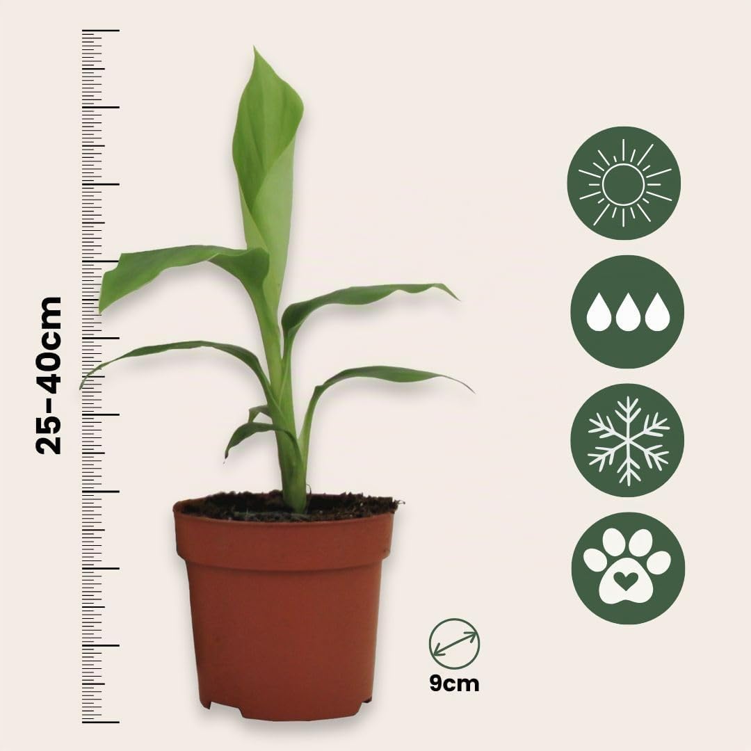 Plant in a Box - Musa Basjoo - Set de 3 - Plantas de plátano resistentes - Maceta 9cm -Altura 25-40cm