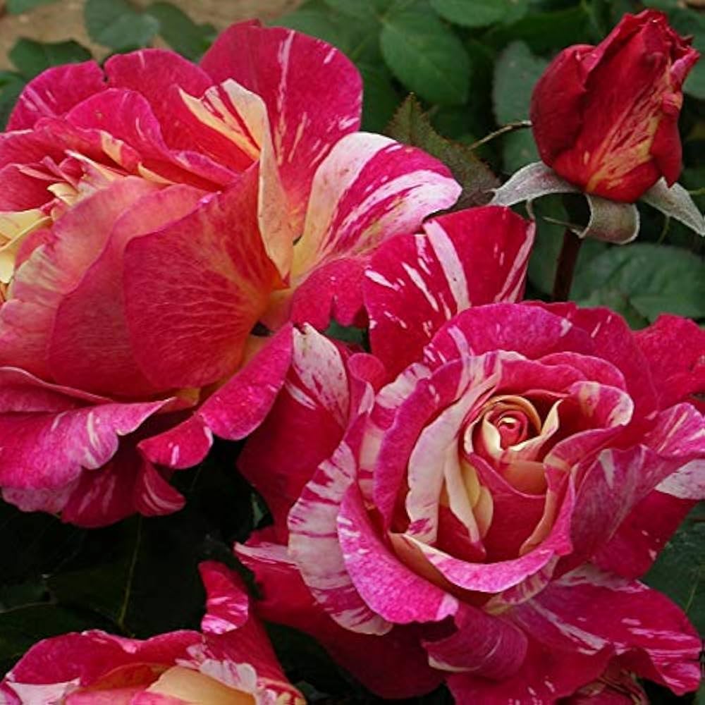 薔薇苗　希少　❤️紅白の絞り❤️ かＯＲＩ　　① 楽天市場】バラ苗【中苗】かおり【フリオイグレシアス】 国産苗