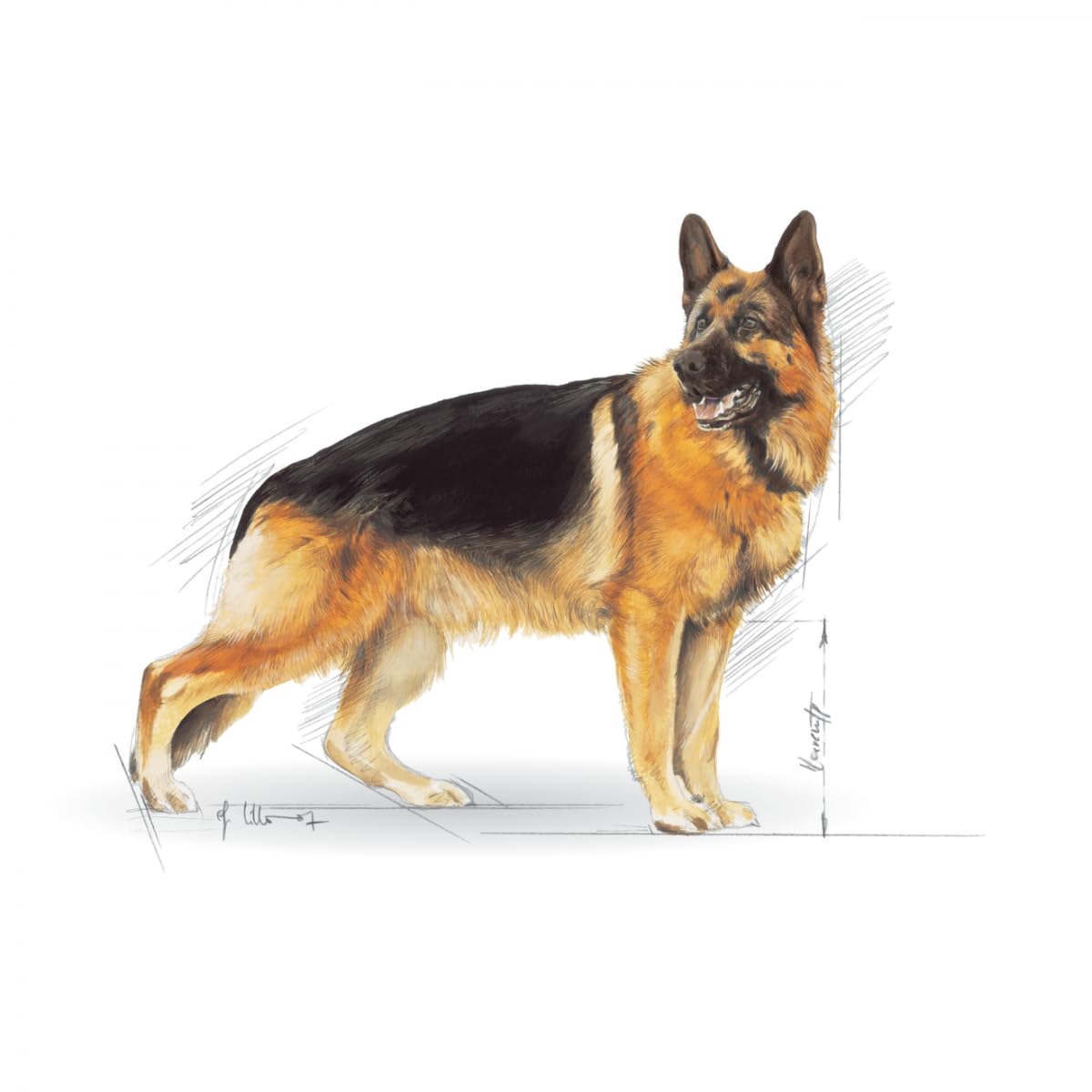 ロイヤルカナンジャーマンシェパード成犬用16キロ 訳あり品 楽天市場】ロイヤルカナン ジャーマンシェパードの通販