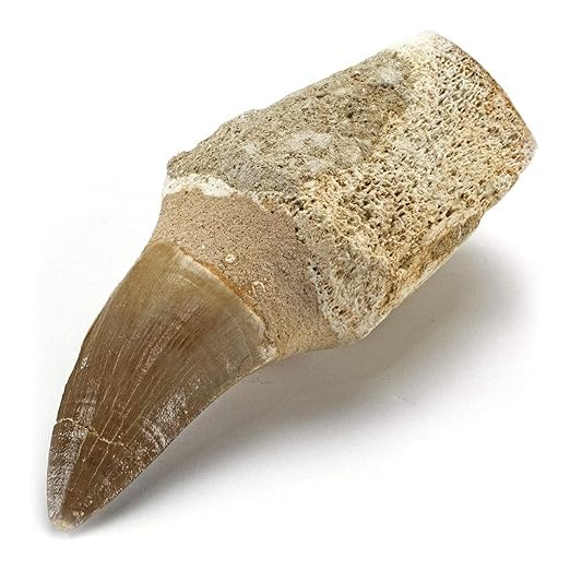 Authentic Mosasaurus Tooth Fossil (with Natural Matrix) | 66 Million Year Old Late Cretaceous Specimen | 7x7x7cm Decor | Educational & Collection Treasure