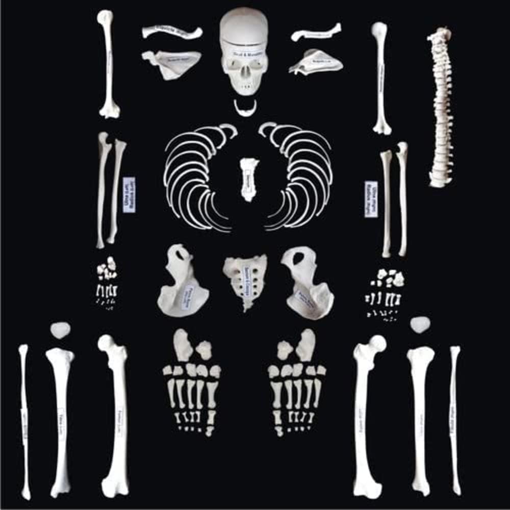 Dis-articulated Human Skeleton (IMPORTED), Disarticulated Bone Set, Bone Set for Medical Students ✮ Premium Quality (B0BZZ542KR) Amazon Price History, Amazon Price Tracker