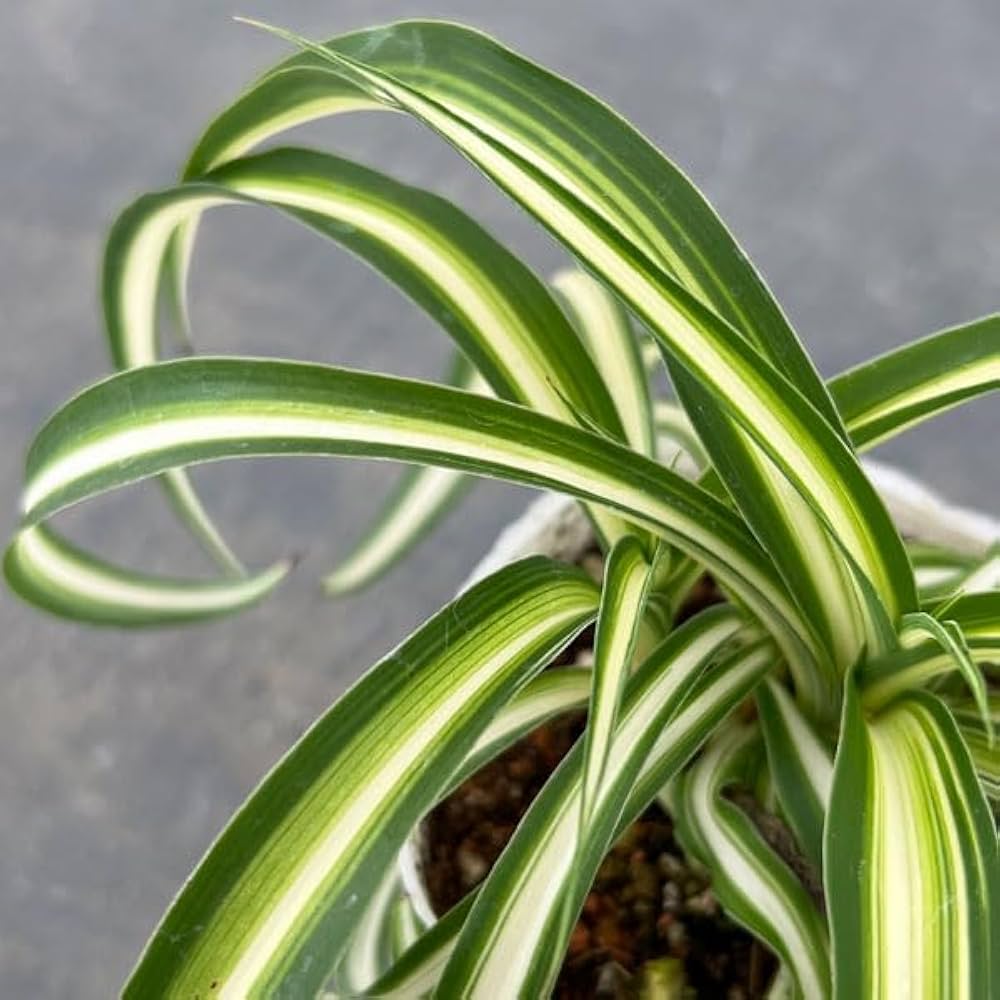 Amazon｜オリヅルラン：ボニー2.5号ポット 2株セット[くるくる