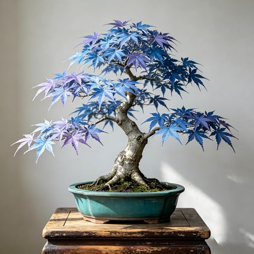 Bonsai Maple Seed for Planting 15 Bonsai Maple Tree Seeds Perennia Plants Non-GMO Heirloom Maple Seed for Home Garden Potted Decoration