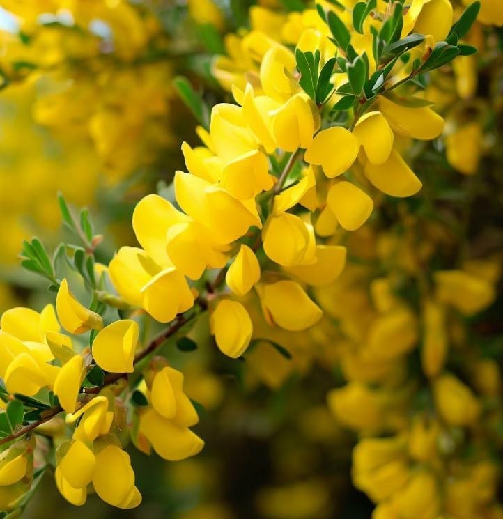 Cytisus scoparius (Scotch Broom) Shrub Seeds, Small, Tolerate Poor Soil Conditions, Seeds by MySeeds.Co, You Choose The Amount (1 LB)