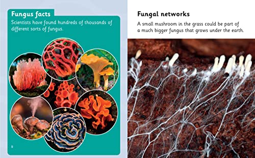 The Secret Life of Mushrooms: Phase 5 Set 4 Stretch and challenge (Big Cat Phonics for Little Wandle Letter) - Image 4