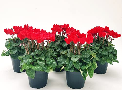 POWERS TO FLOWERS - CICLAMINO SUPERSERIE ROSSO, FIORITURA EXTRA, 5 PIANTE, VASO 12CM, piante vere