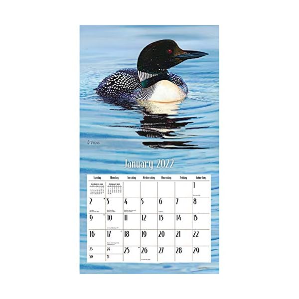 Lang Loons ON The Lake 2022 Wall Calendar – Bild 4