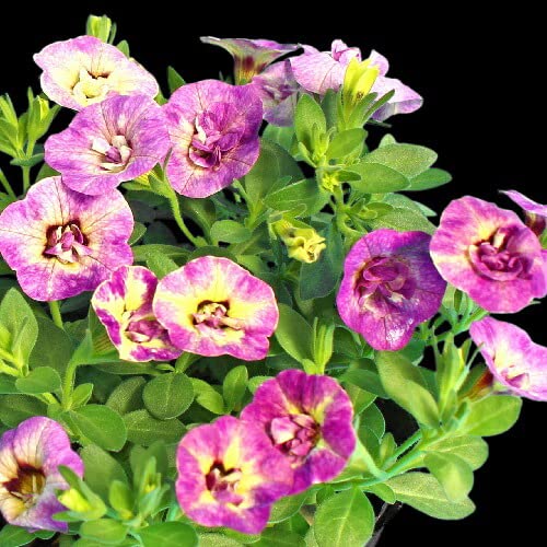 カリブラコア ティフォシー ルシアシリーズ 花色管理番号L02 10.5cmポット苗1個のサムネイル