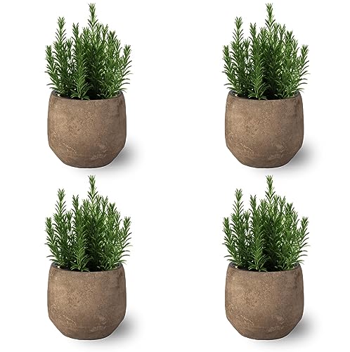 SMPLY. - Planta de Romero - Pack de 4 - Altura: 20 cm - Maceta 10 cm - Hierba Aromática Perfecta en Terraza o Jardín - De Exterior - Cuidado Muy Fácil (No Incluye Maceta de Ceramica)
