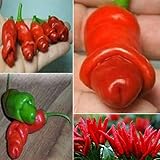 GemüsesamenSorten - 30Pcs Pornografischer Pfeffer Penis Chili Samen Spezial Gemüse Pflanze Garten Dekor Kinder Anfänger Gärtner Geschenk -1 #