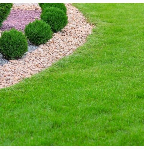 Image of Premium Grass Seeds for Home Garden, All-Season Lawn Care, Natural Green Coverage, Professional Grade Turf Mix (Pack of 5000)