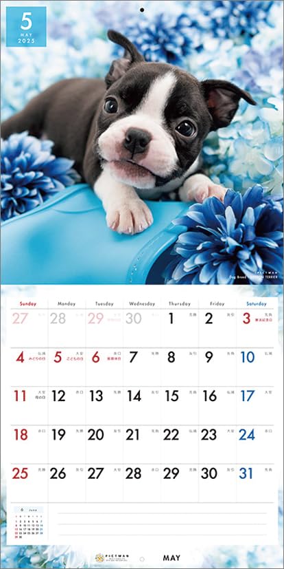 Amazon.co.jp: PICTWAN(ピクトワン) 【L版】 ボストン・テリア 2025年