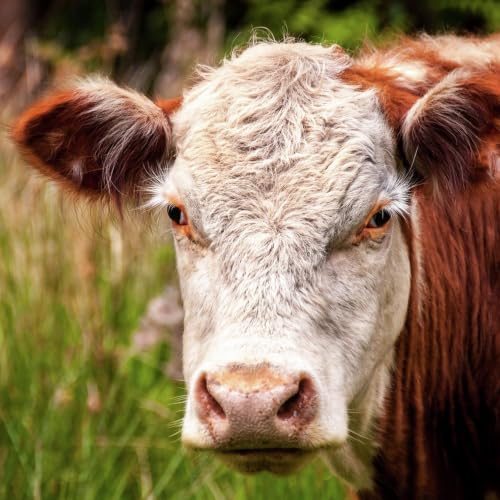 Farmer confidence across the Central West continues to slide