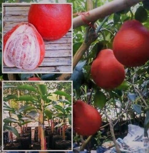 Image of Sweet & Testy Summer Season 1Healthy Frash Food Red Pomelo Lemon(Lal Batabi) Fruit Tree Plant For Testy Home Garden Fruit Outdoor & Indoor plant.