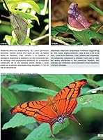 Butterflies of Hispaniola / Mariposas de La Espanola 0982238843 Book Cover